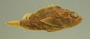 S guamensis FMNH 75841 l1